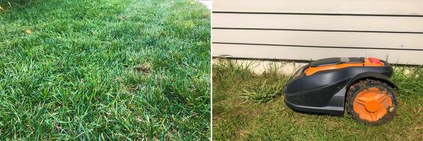Mo has a face-off with some crabgrass, a type of weed. Mo, the robotic lawnmower, and a lawn without weeds
